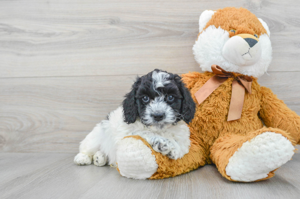 6 week old Cockapoo Puppy For Sale - Florida Fur Babies