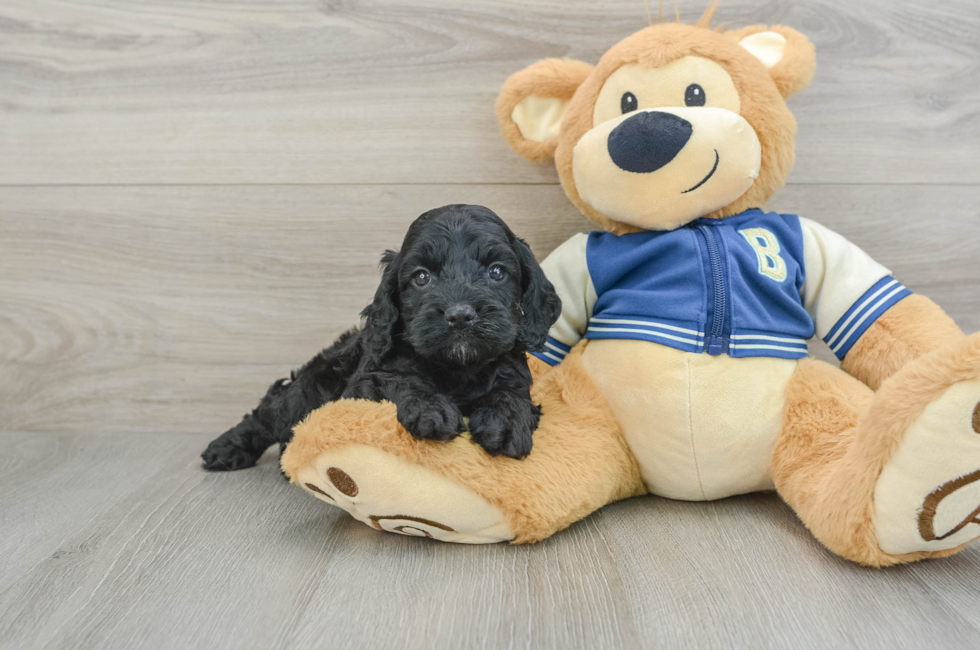 5 week old Cockapoo Puppy For Sale - Florida Fur Babies