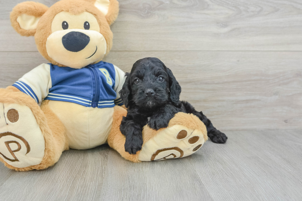 Cockapoo Pup Being Cute