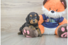 Sweet Cockapoo Baby