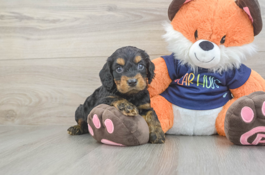 Sweet Cockapoo Baby