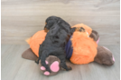 Cute Cockapoo Baby