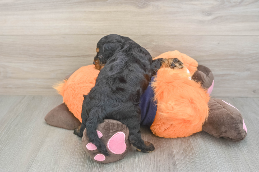 Cute Cockapoo Baby