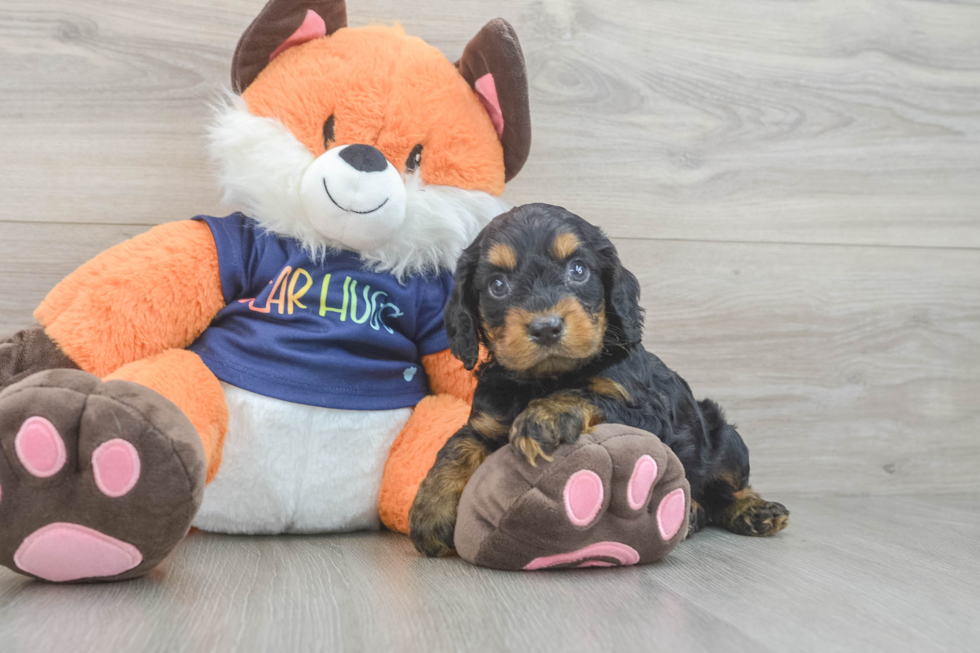 Cockapoo Pup Being Cute