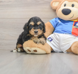 8 week old Cockapoo Puppy For Sale - Florida Fur Babies