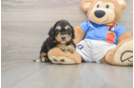 Sweet Cockapoo Baby