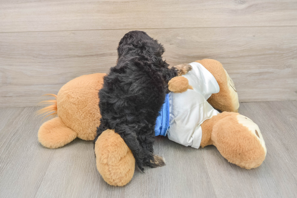 Cockapoo Puppy for Adoption