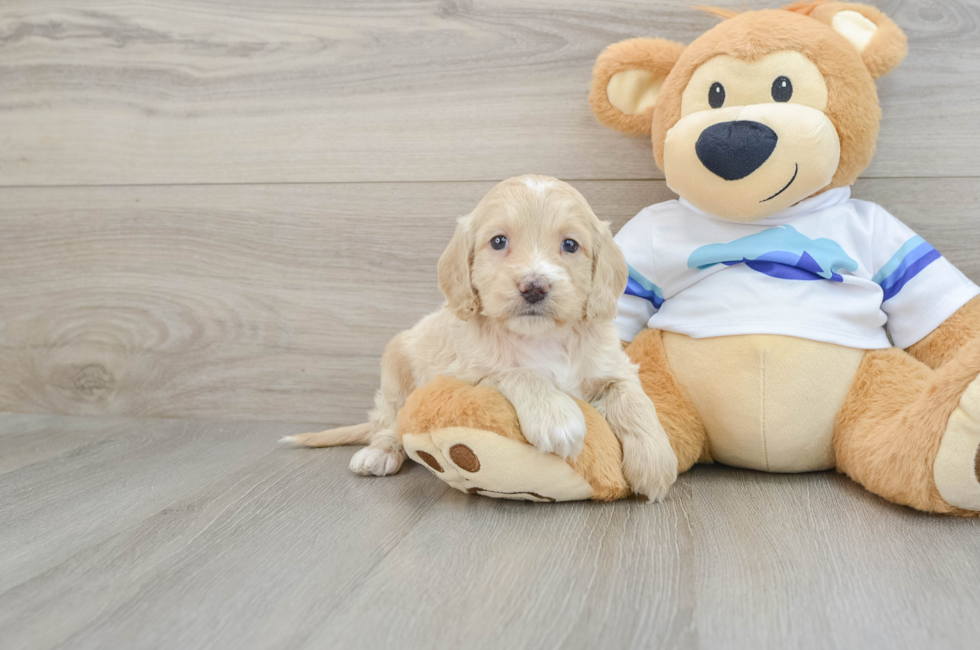 5 week old Cockapoo Puppy For Sale - Florida Fur Babies