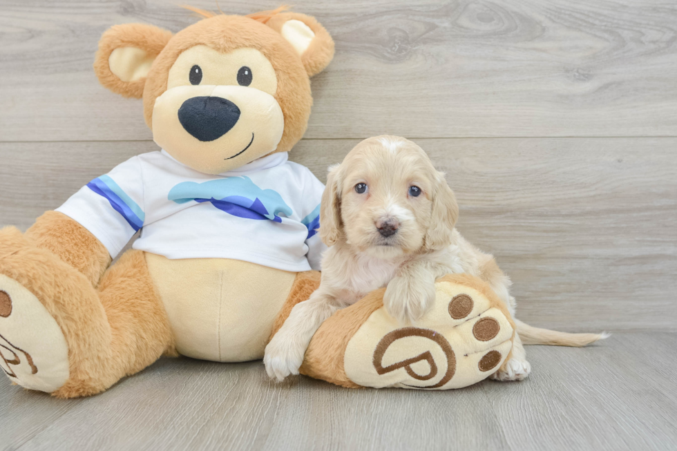 Cockapoo Pup Being Cute