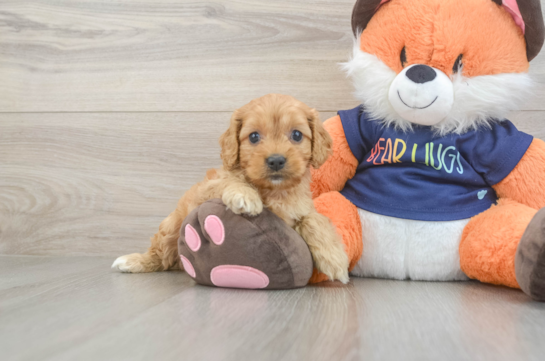 Adorable Cocker Doodle Poodle Mix Puppy