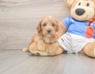 7 week old Cockapoo Puppy For Sale - Florida Fur Babies