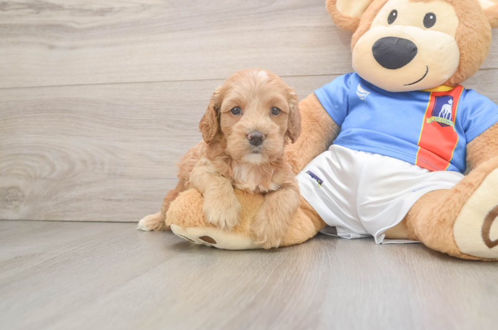 5 week old Cockapoo Puppy For Sale - Florida Fur Babies