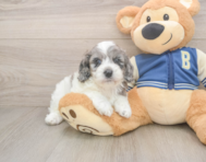6 week old Cockapoo Puppy For Sale - Florida Fur Babies