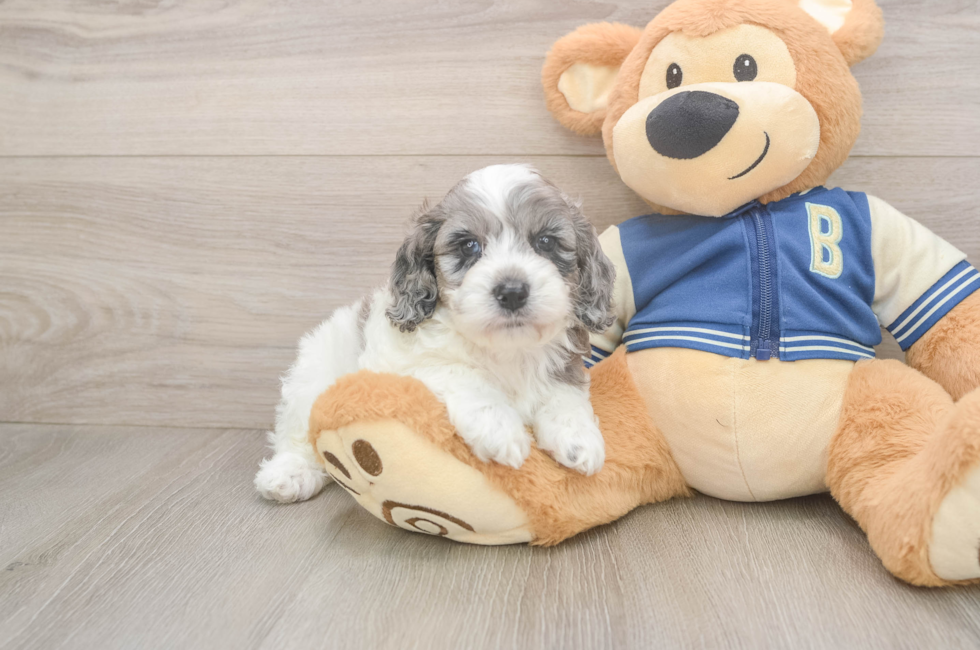5 week old Cockapoo Puppy For Sale - Florida Fur Babies