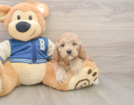 6 week old Cockapoo Puppy For Sale - Florida Fur Babies