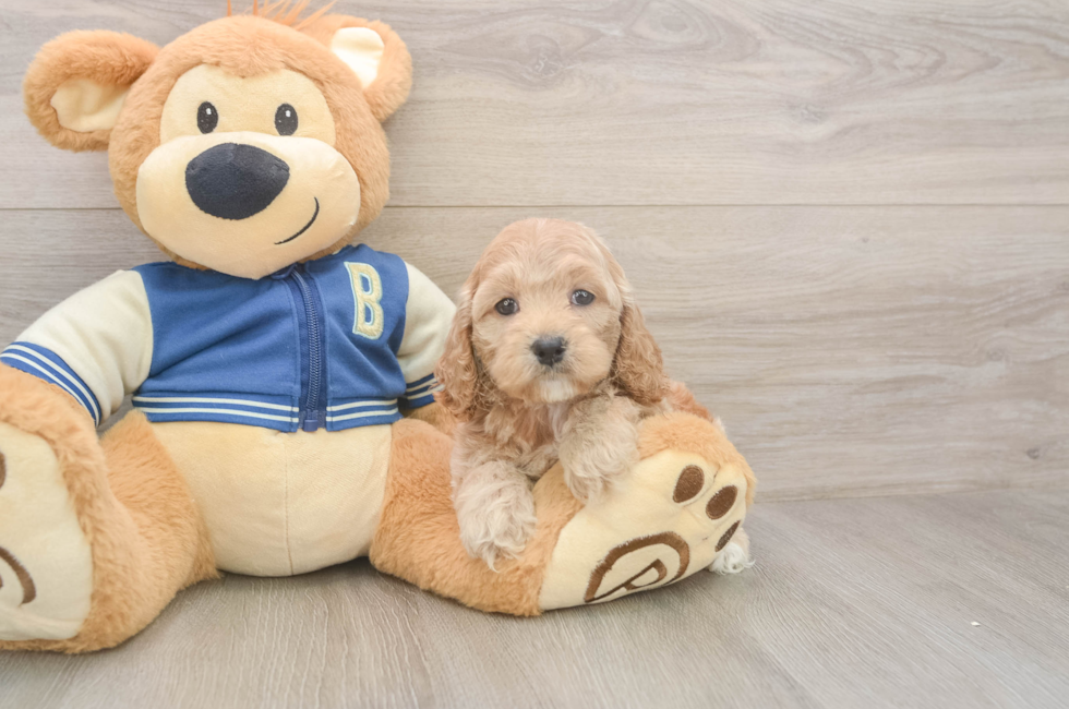 5 week old Cockapoo Puppy For Sale - Florida Fur Babies