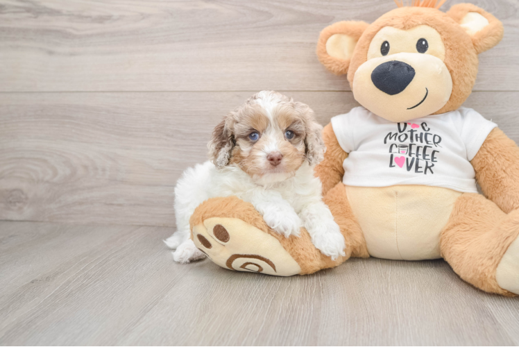 Cockapoo Pup Being Cute