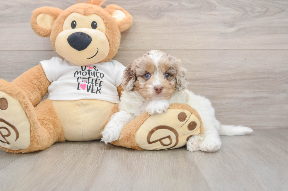 Hypoallergenic Cocker Doodle Poodle Mix Puppy