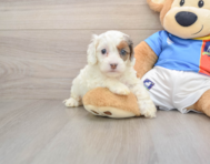 6 week old Cockapoo Puppy For Sale - Florida Fur Babies