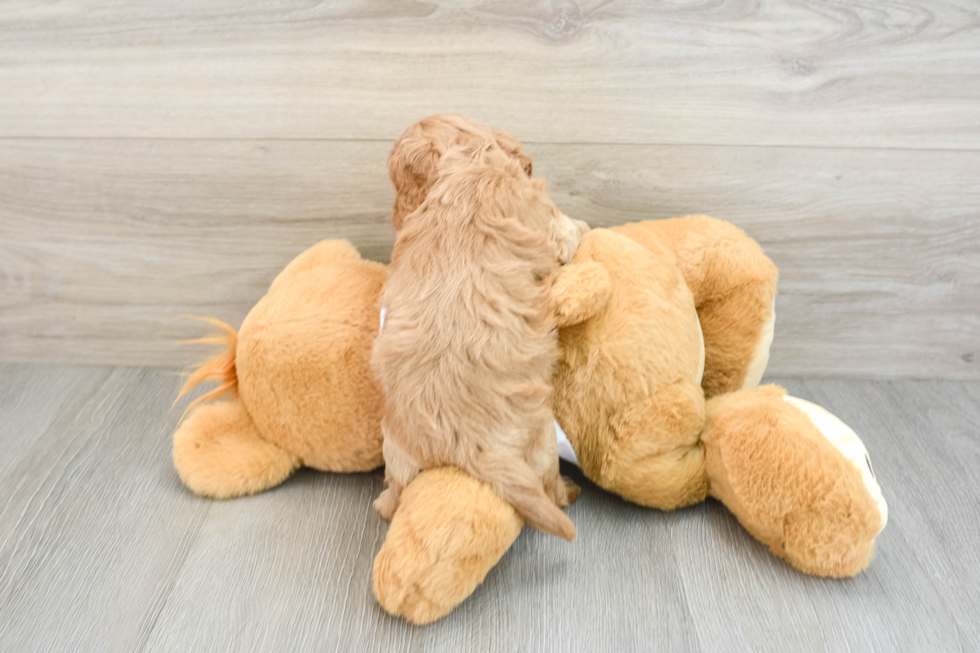 Cockapoo Pup Being Cute