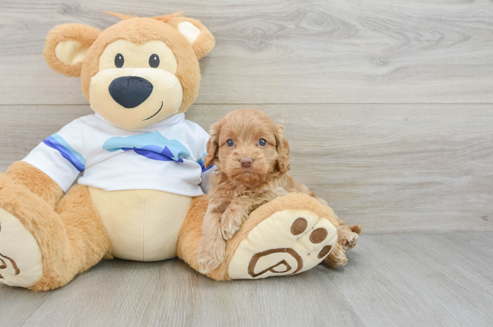 5 week old Cockapoo Puppy For Sale - Florida Fur Babies