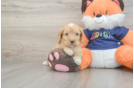 Cockapoo Pup Being Cute