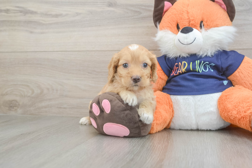 Cockapoo Pup Being Cute