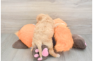 Best Cockapoo Baby