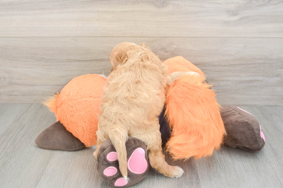 Best Cockapoo Baby