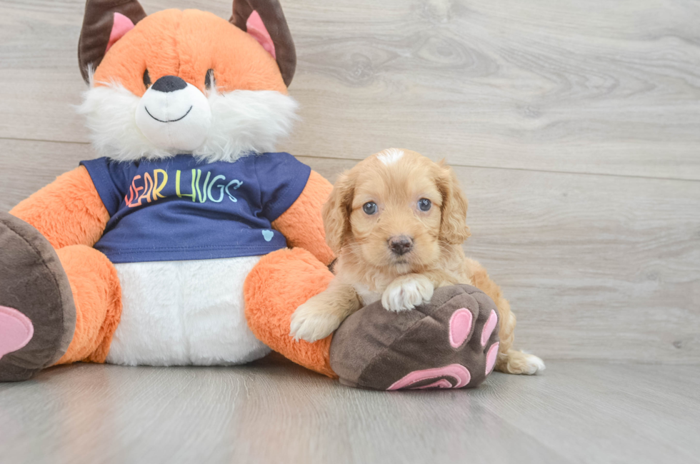 5 week old Cockapoo Puppy For Sale - Florida Fur Babies
