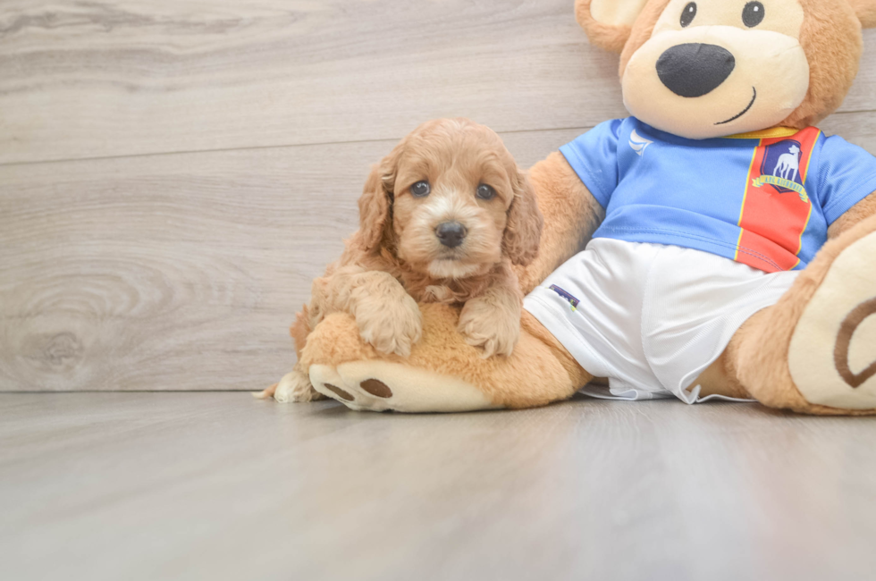 5 week old Cockapoo Puppy For Sale - Florida Fur Babies
