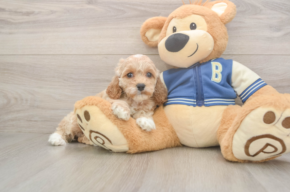 5 week old Cockapoo Puppy For Sale - Florida Fur Babies