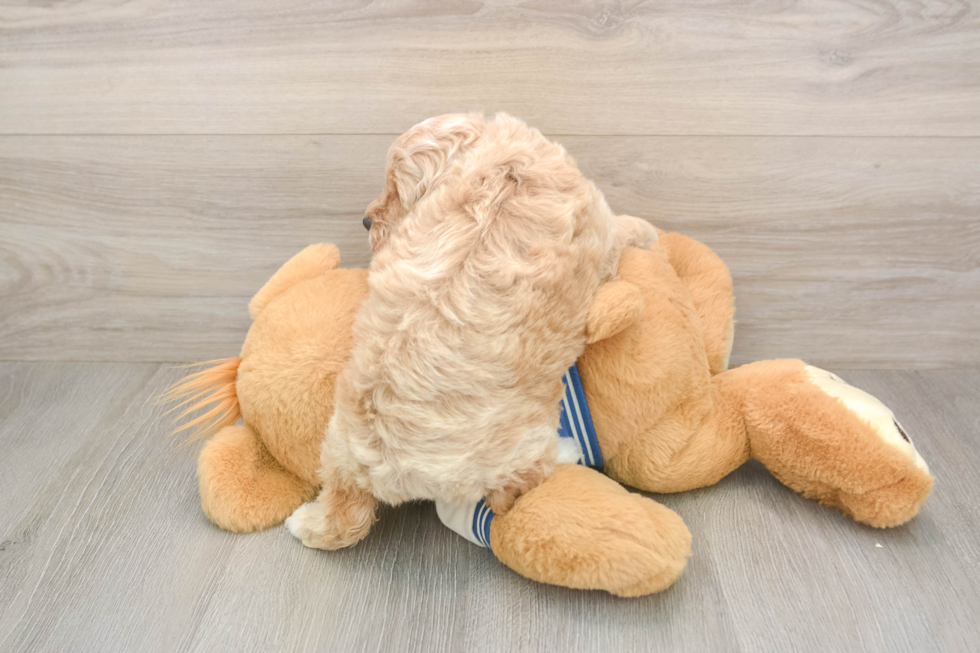 Cockapoo Pup Being Cute