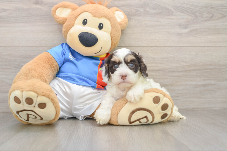 Cockapoo Pup Being Cute