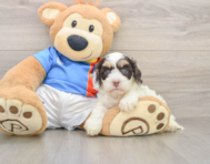 6 week old Cockapoo Puppy For Sale - Florida Fur Babies