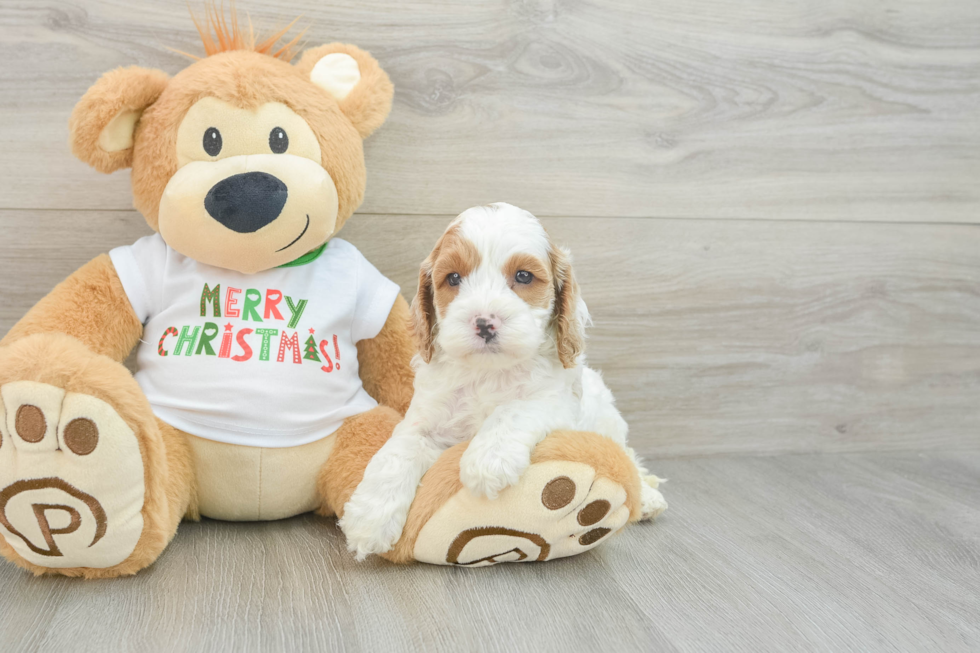 Cockapoo Pup Being Cute