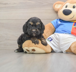 8 week old Cockapoo Puppy For Sale - Florida Fur Babies