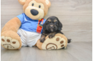 Cockapoo Pup Being Cute
