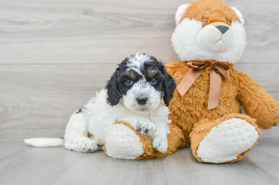 Cockapoo Puppy for Adoption