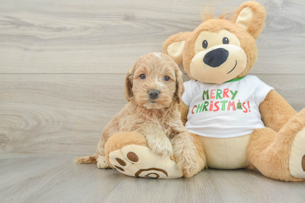 Funny Cockapoo Poodle Mix Pup