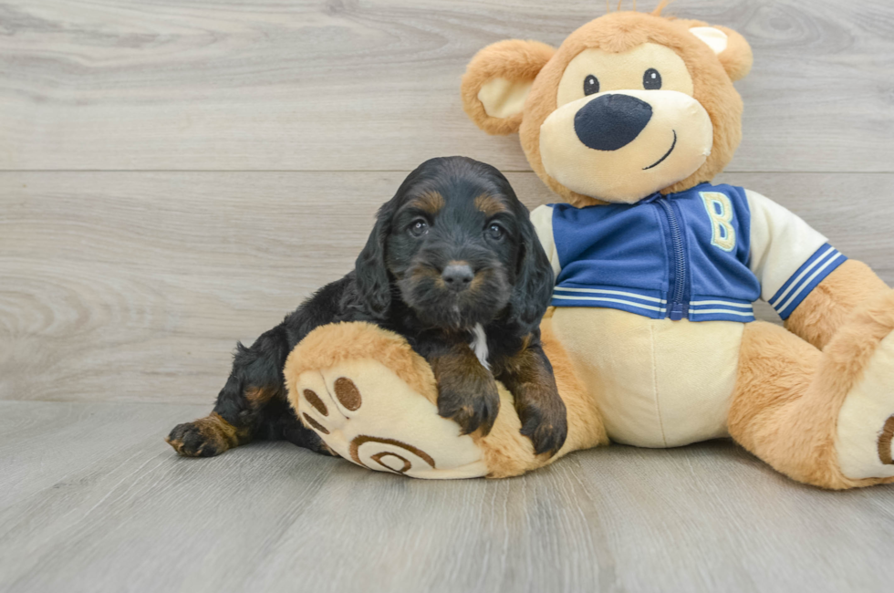 5 week old Cockapoo Puppy For Sale - Florida Fur Babies