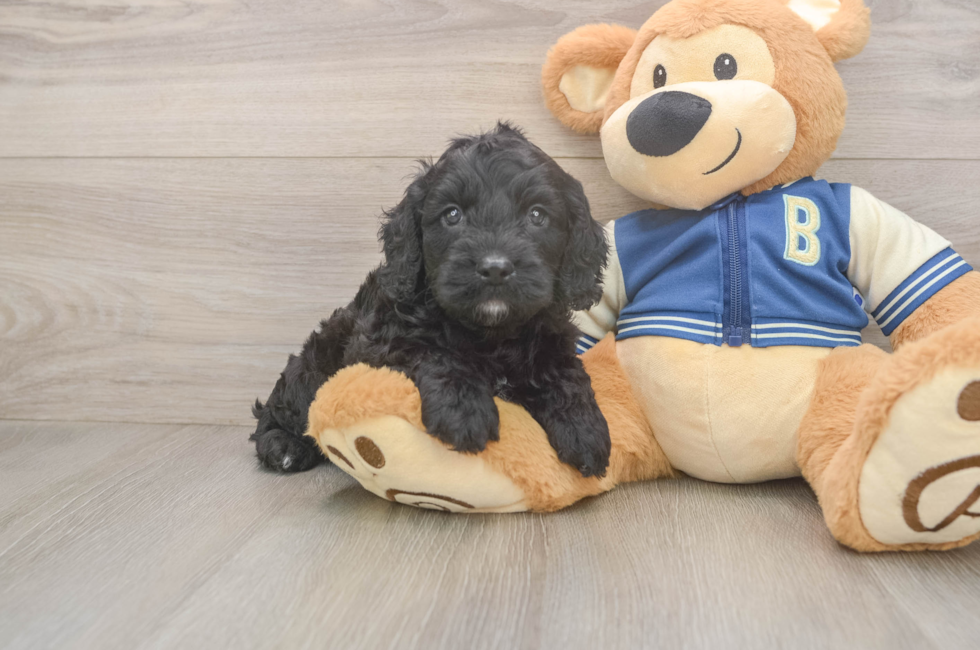5 week old Cockapoo Puppy For Sale - Florida Fur Babies