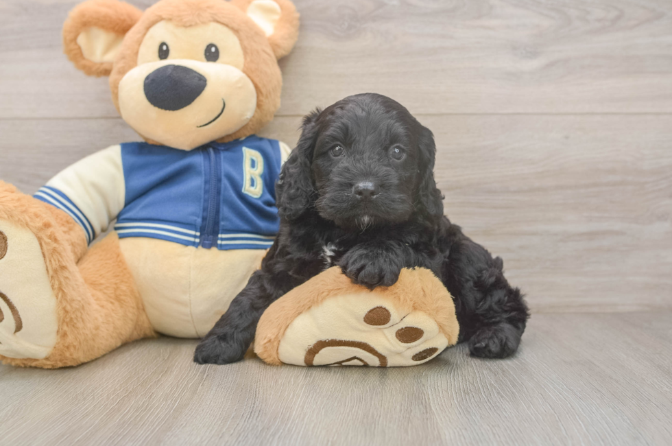 5 week old Cockapoo Puppy For Sale - Florida Fur Babies