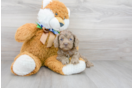 Meet Pluto - our Cockapoo Puppy Photo 2/3 - Florida Fur Babies