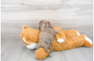 Meet Pluto - our Cockapoo Puppy Photo 3/3 - Florida Fur Babies