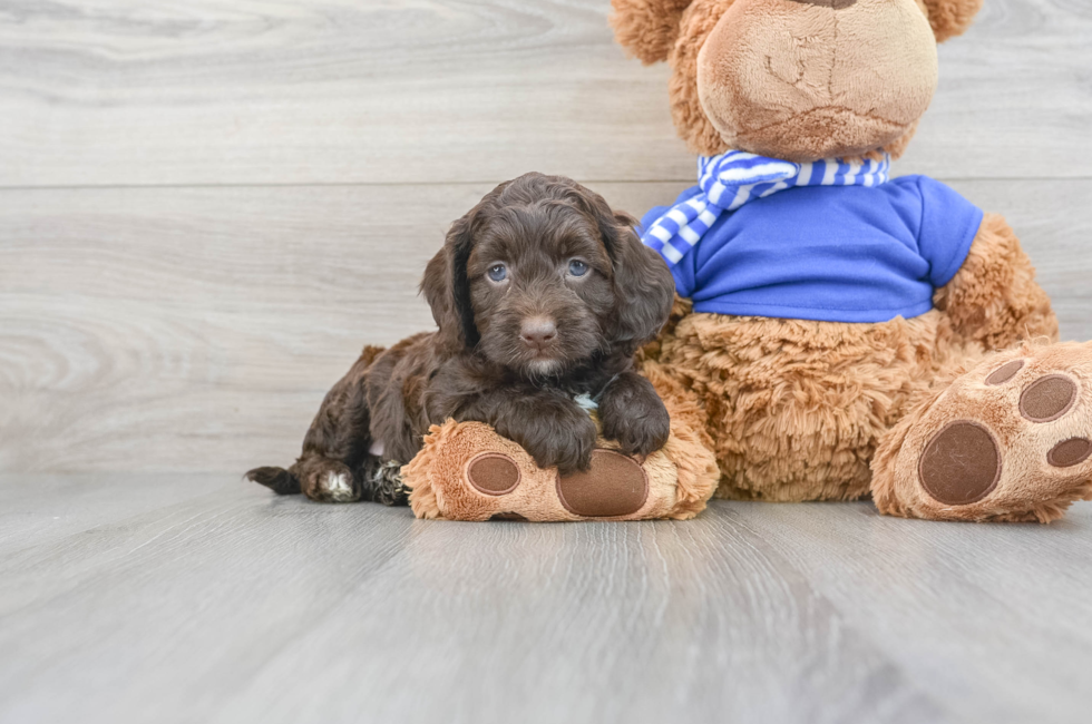 teddy bear cockapoo puppies for sale