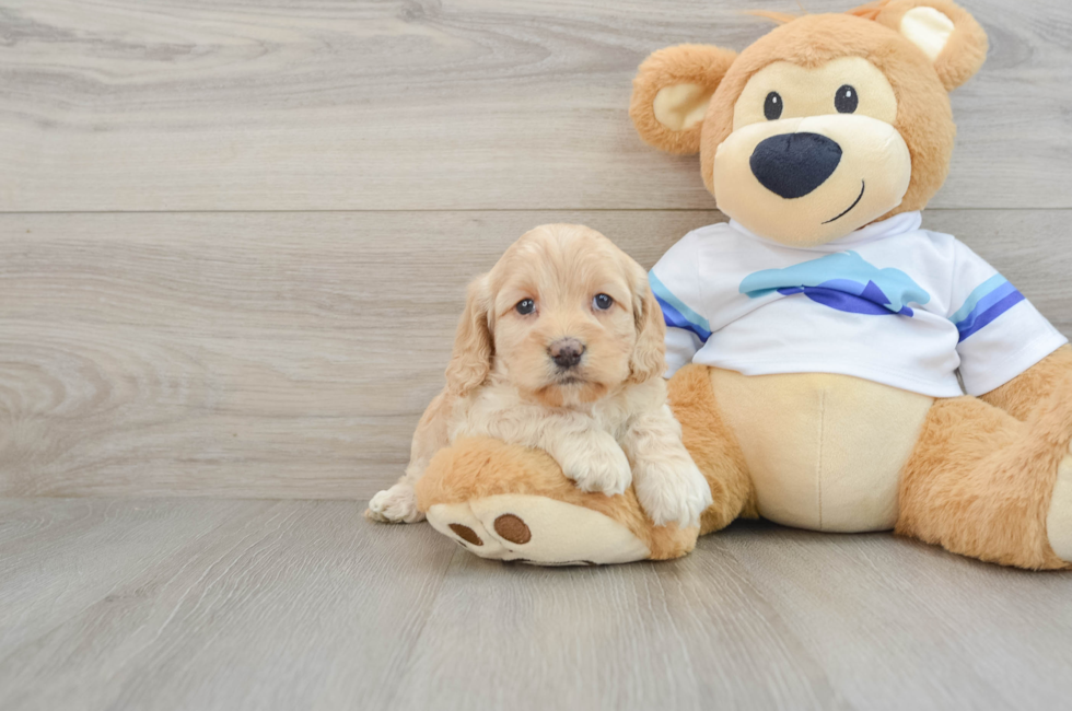 5 week old Cockapoo Puppy For Sale - Florida Fur Babies