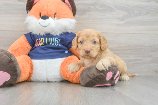 Hypoallergenic Cocker Doodle Poodle Mix Puppy