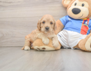 7 week old Cockapoo Puppy For Sale - Florida Fur Babies