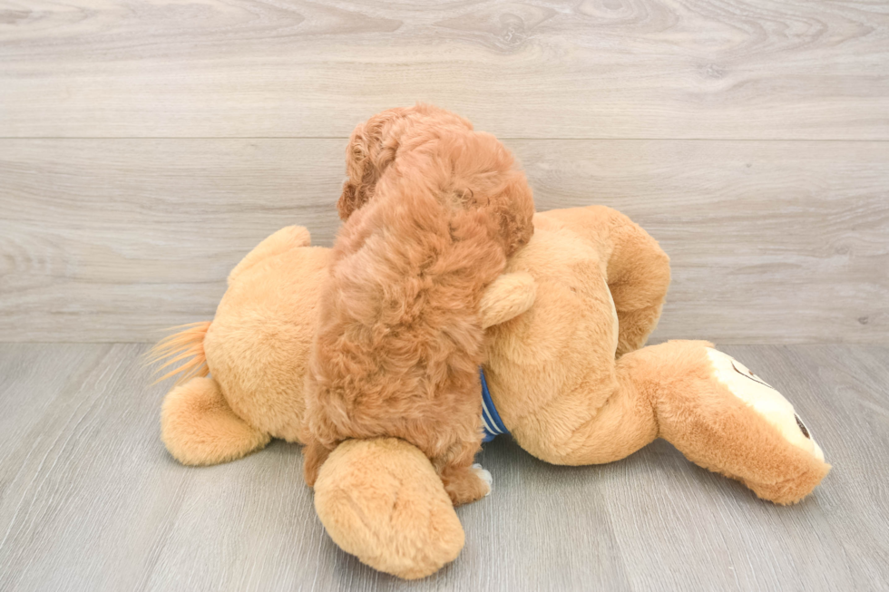 Little Cocker Doodle Poodle Mix Puppy